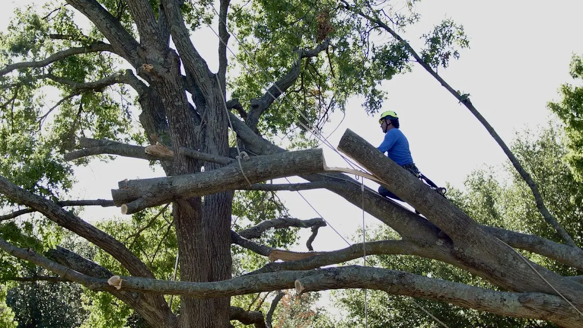 Professional Crown Thinning performed by certified arborists in Bedford Park