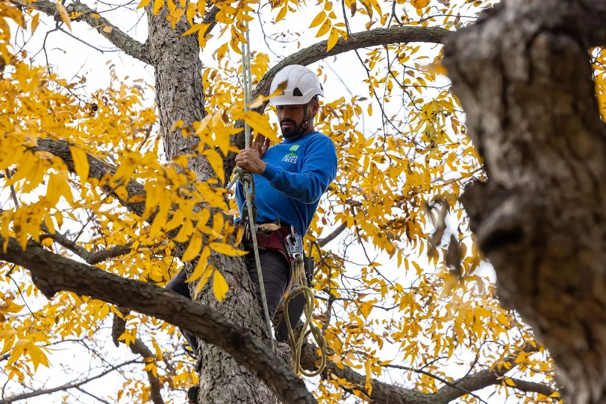 Skilled Tree Pruning crew working in Bedford Park